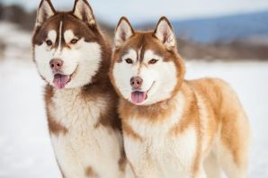 Окрасы хаски