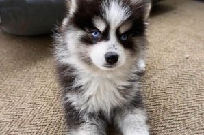 Помски щенок