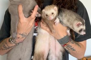 Норка серая