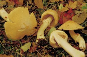 Грибы курочки