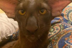 Грузинский кот