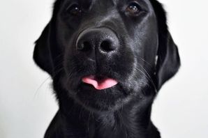 Метис лабрадора