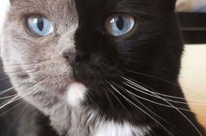 Кошка химера