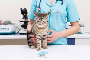 Котик врач