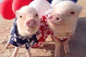 Розовый поросенок