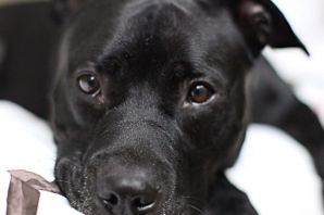 Питбуль черный