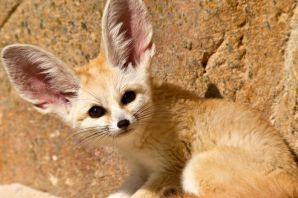 Собака финик