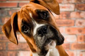 Рекс собака