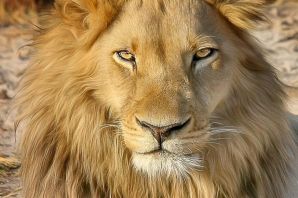 Красивый лев