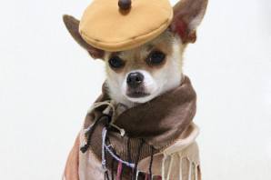 Чихуахуа мерле