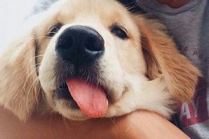 Смешные песики