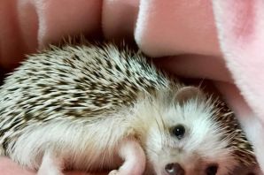 Милый еж