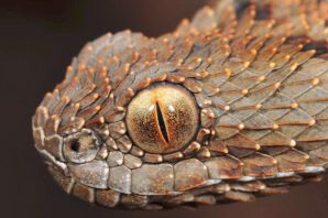 Змеи карелии