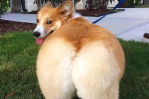 Корги сзади