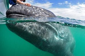 Самый большой кит