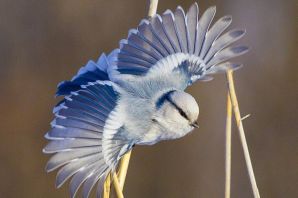 Птичка певчая