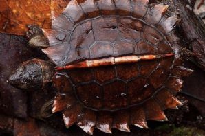 Панцирь черепахи