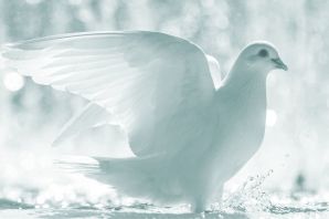 Голуби в небе