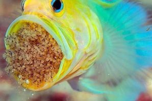 Смешные рыбы