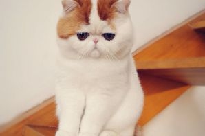 Коротколапые коты