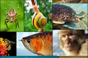 Виды животных