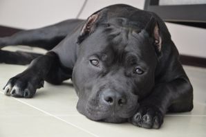 Стафф собака