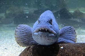 Рыба зубатка