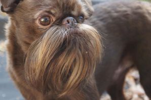 Бельгийский гриффон