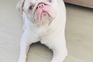 Мопс альбинос