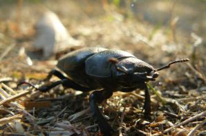 Земляной черный жук