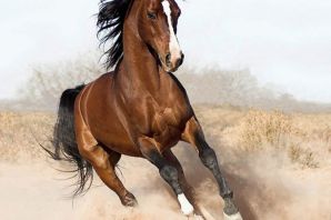 Гнедой конь