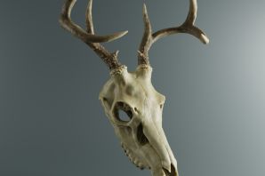 Рога лося