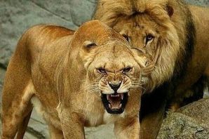 Лев и львица