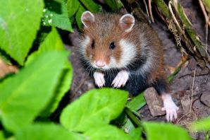 Карбыш грызун