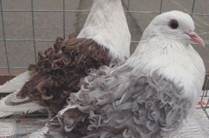 Мясные голуби