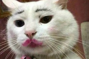 Кошка с бровями