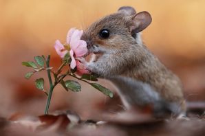 Смешная мышь