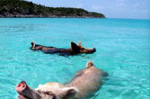 Свиньи на мальдивах