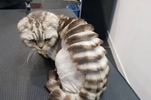 Побритый кот