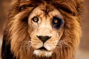 Злая львица