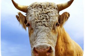 Желтая корова