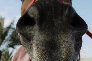 Смешные пони