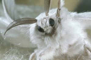 Моль уличная