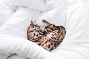 Кот в одеяле