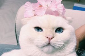 Пикчи с котиками