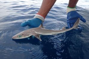 Маленькие акулы