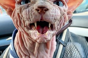 Уродливый кот