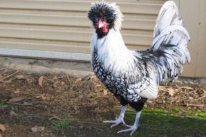 Карликовые куры