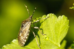 Жук вонючка