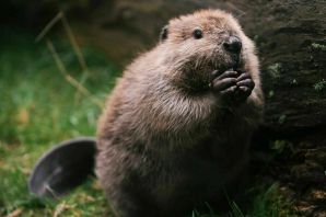 Бобер животное